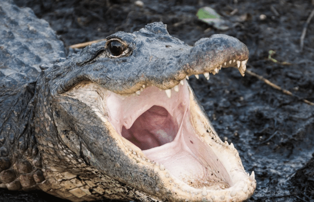 True or False: Tennessee police warn flushing drugs could create “Meth-gators”