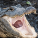 Meth-gators - American alligator