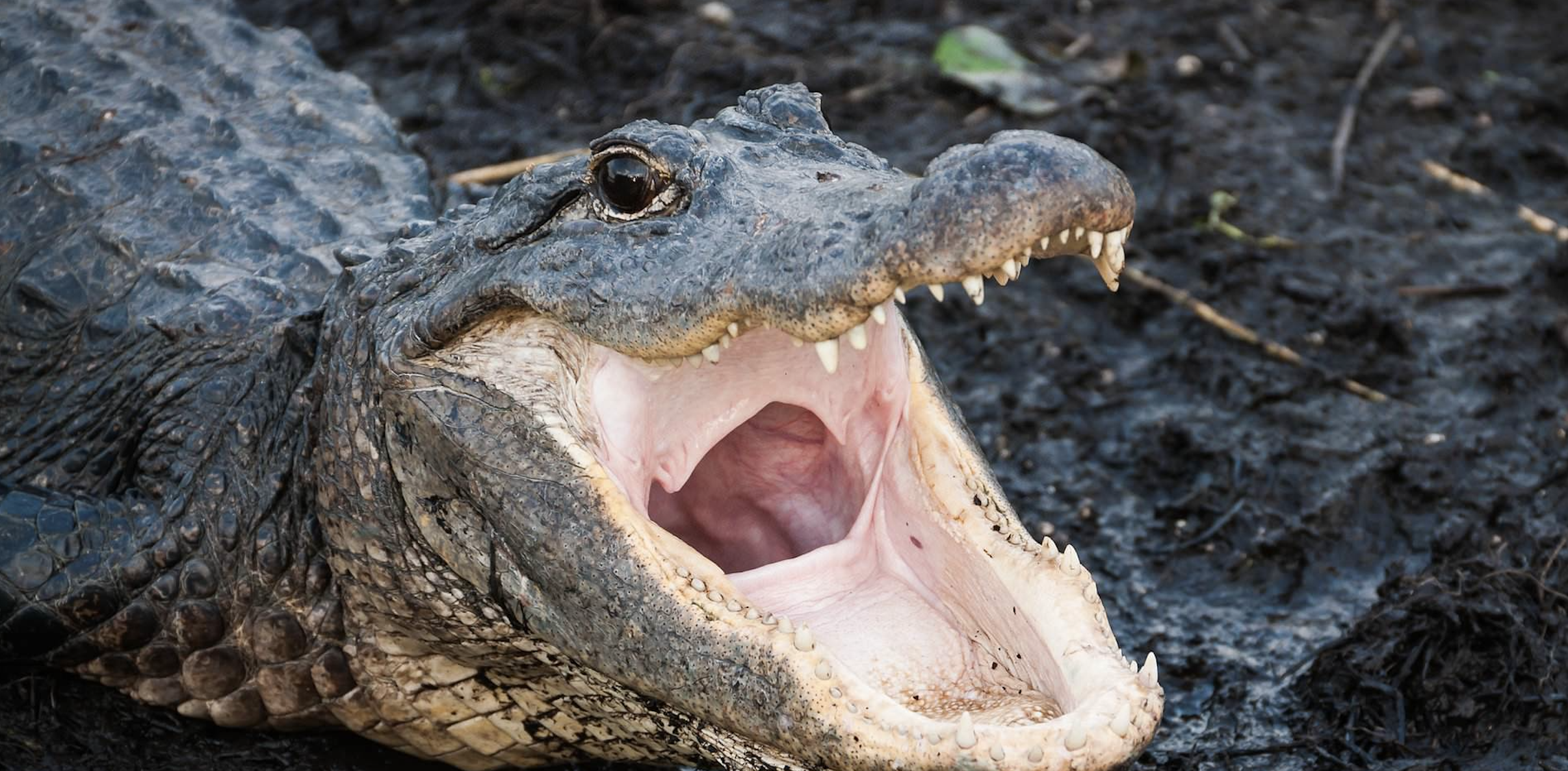True or False: Tennessee police warn flushing drugs could create “Meth-gators”